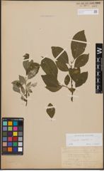 Foto von Salix caprea L.